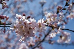 真岡鐡道 桜満開