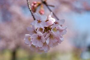 真岡鐡道 桜満開